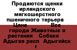 Продаются щенки ирландского мягкошерстного пшеничного терьера › Цена ­ 30 000 - Все города Животные и растения » Собаки   . Адыгея респ.,Адыгейск г.